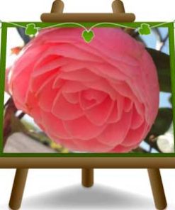 Camelia Japonica Rosa