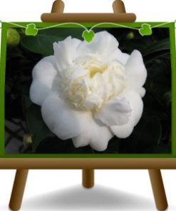 Camelia Japonica Bianca