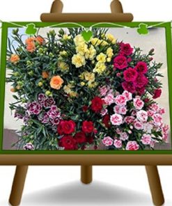 10 GAROFANINO COLORI ASSORTITI