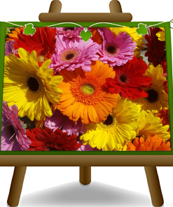 N. 10 Gerbera colori assortiti