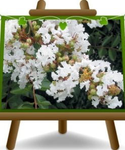 Lagerstroemia Indica – Alberello – Bianco