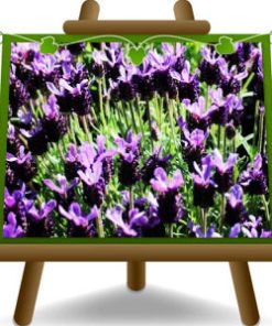 Lavanda 3 anni