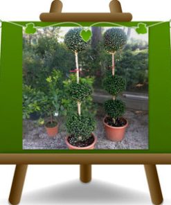 Ligustrum Sinense Tre Palle